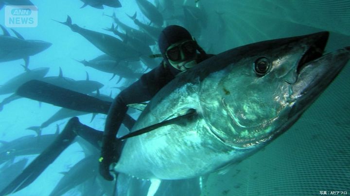 クロマグロ会議 メキシコ突然反発