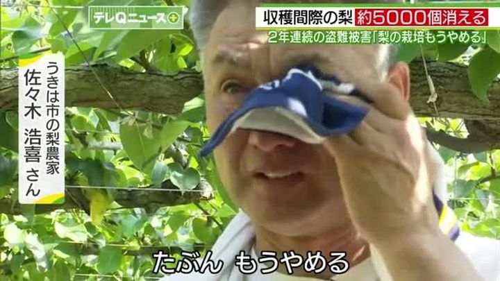 梨5000個盗まれ「栽培辞めます」