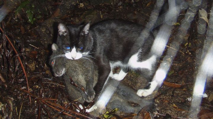 猫の防除巡る案 批判殺到で撤回へ