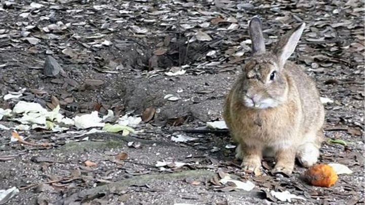 【動物】過剰な餌「ウサギの島」に異変 これもう餌やり禁止した方がええんちゃう?