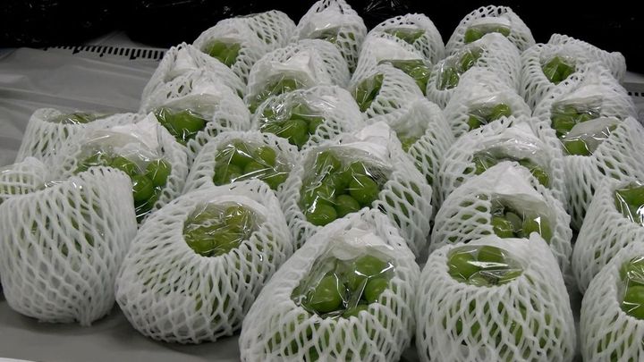 ブドウ200房窃盗疑い 販売目的か