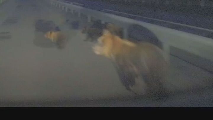 クマ3頭飛び出し 走行中の車衝突wwwww