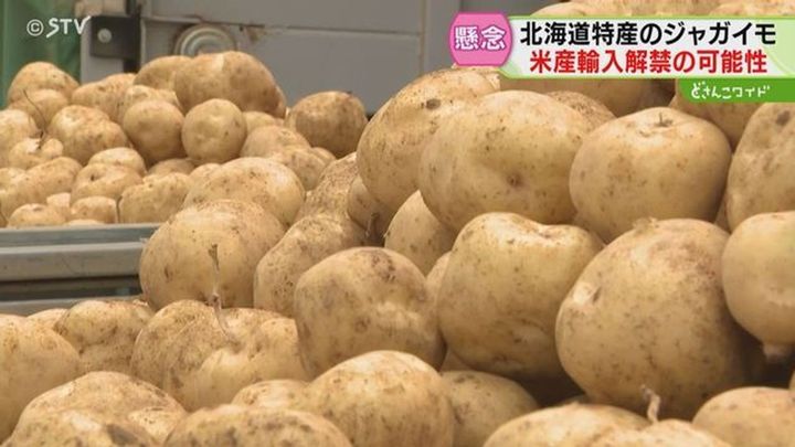 米産ジャガイモ輸入巡り 農家懸念
