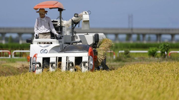 【朗報】26年産新米、大幅値下がりの見通しキタ━━━━━(゚∀゚)━━━━━!!