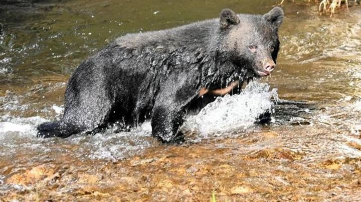 出国税でクマ対策とサクラ害虫防除 訪日客負担で財源浮かす政府
