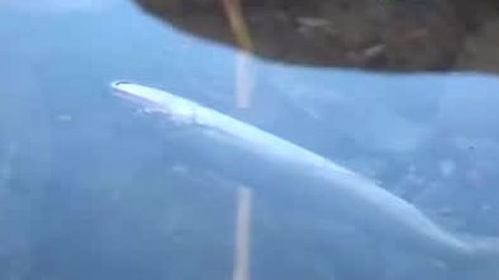 高知・物部川 アユの大量死相次ぐ