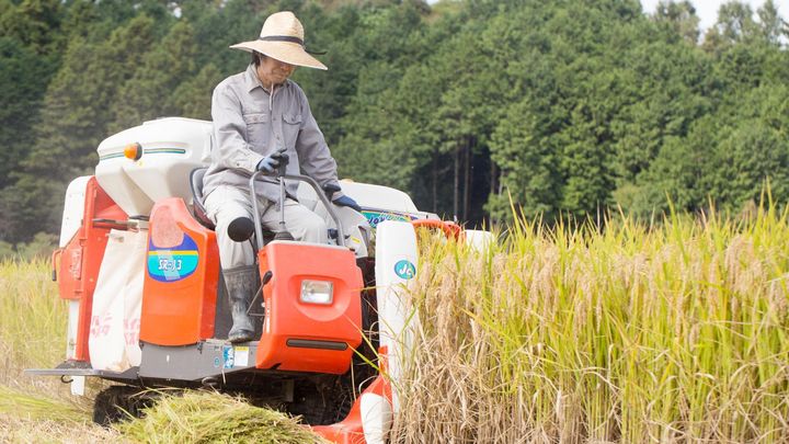 コメ価格左右「概算金」なぜ必要