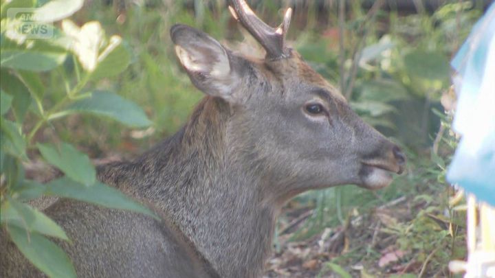 【野生の王国】南アルプスにシカ500頭の大群、山肌埋め尽くす映像がヤバい