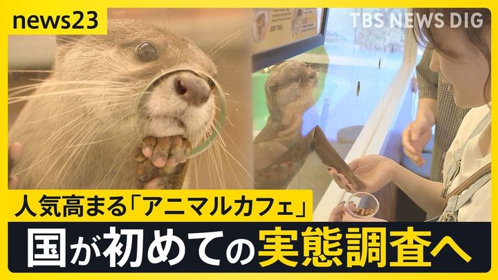 【朗報?】アニマルカフェ、国がついに実態調査へ 東京大阪だけで80施設以上