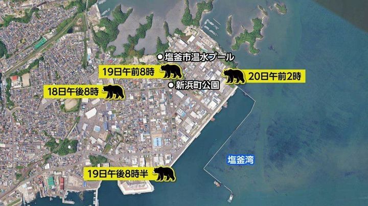【密航】クマ、漁船に無賃乗船からの海へダイブして逃走