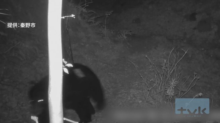 放獣したツキノワグマが再び出没